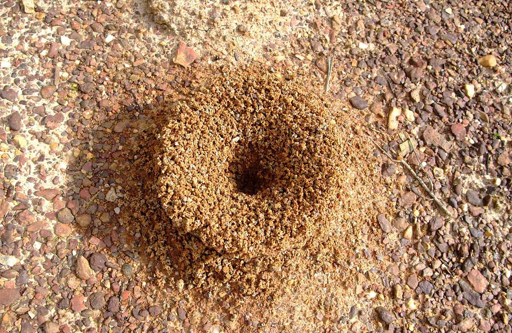 دعای خاک مورچه