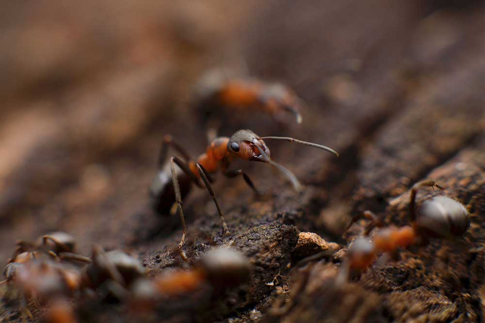 متن دعای خاک مورچه