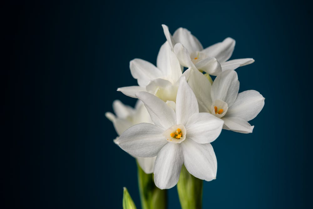 ایده تبلیغات گل فروشی